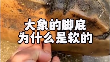 你知道 大象的脚底为什么是软的吗  大象也有长头发#大象脚底是软的 #秃头 #大象