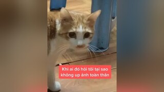 thucung meow fyp foryoupage tiktokvietnam onhavanvui