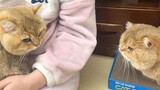 Binatang|Anak Kucing yang "Memaki" karena Iri