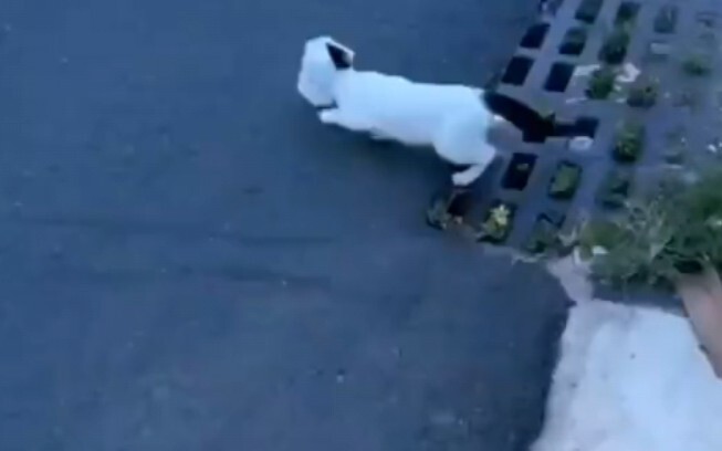 Cat: Thanks... Whoa, you scared me!