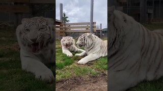 #WorthTheWait#OneStepCloser #whitetiger #whitetigers #catsanctuary #rescuecats #catsoftiktok #Shorts