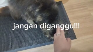 Mini vlog: Main ke Cat's cafe