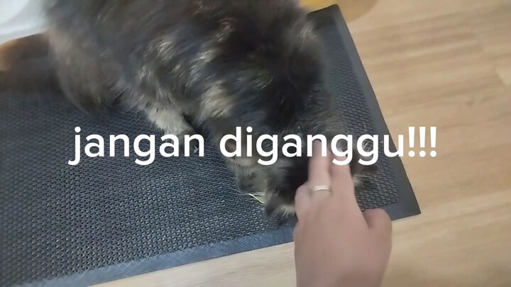 Mini vlog: Main ke Cat's cafe