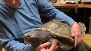 When the old man was young, he picked up a little turtle and treated it as a family member and even 