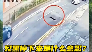 Khi lái xe vào ban đêm, nếu bạn thấy bóng tối trên đường phía trước, hãy chắc chắn quan sát cẩn thận