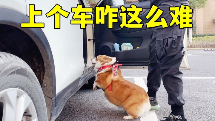 คอร์กี้ตัวเล็กขนาดนี้ แล้วมันขึ้นรถเองได้ยังไง?