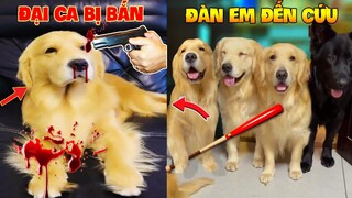 Thú Cưng Vlog | Trứng Bạc Và Trứng Vàng #13 | Chó gâu đần thông minh vui nhộn | Funny pets smart dog