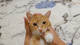 Kucing|Kucing Oranye Selebritis
