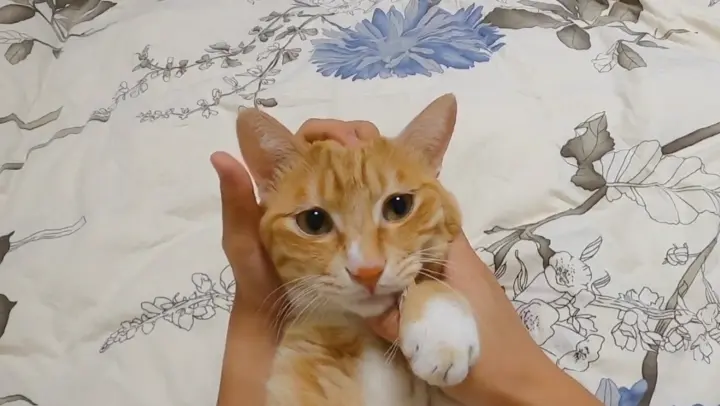 Cat|Socialite Orange Cat