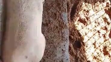 Philippines pigfarming