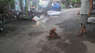 Biboy line