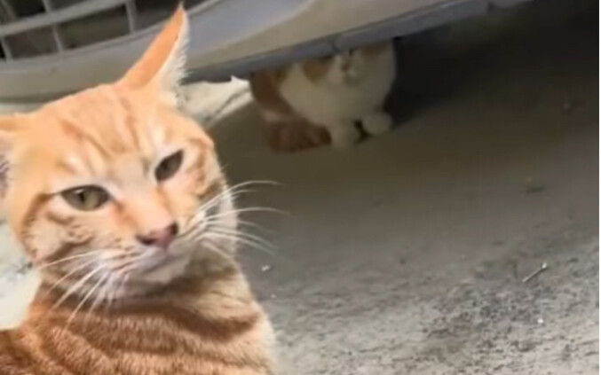 Mèo cam: Chính nó bắt nạt bạn phải không? Thôi, bạn đừng bận tâm nữa
