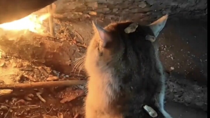 แมวน้อยขนฟูยังขี้หนาวเลยนะ!