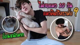 ลองใจแมว! ไม่เจอบิ๊กฟิล์ม 10 วัน จะมีอาการยังไง!? จำเจ้าของได้มั้ย!? | Fararim Story