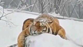 Big Cat: I'm tired today. Those who want to slide can wait for next time.