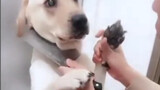 Video collection of funny dogs