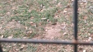 Fiesta ng brgy bulik nagbabalik,