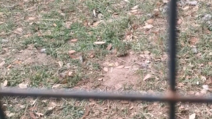 Fiesta ng brgy bulik nagbabalik,