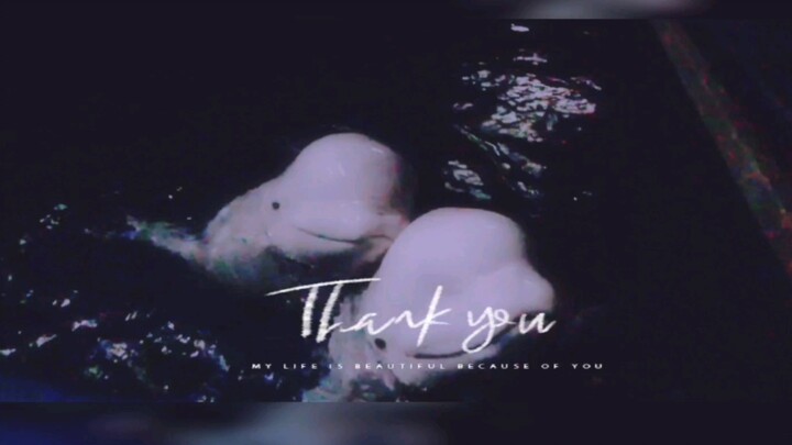 Ketahuan lagi ngintip paus putih kecil tidur!