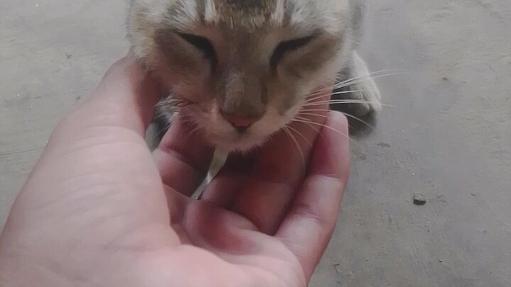 my cat