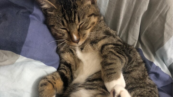 Even cats sleeping soundly will only let their owners pet them—anyone else who tries to touch them w