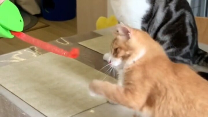Are all cats this cute? So heartwarming 😄😄😄