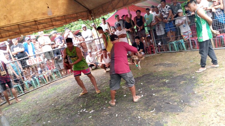 solid palo nang binabae 1shot