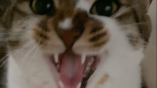 What a good kitty, patiently waiting for mom to wake up