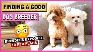 DOG BREEDER| My 10 Red Flags in Dog Breeders | The Poodle Mom