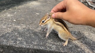 Kecuali Aku tak Sanggup Beli Kenari Lagi, Jangan Kira Bisa Kabur!