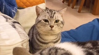 Nuôi hơn 4 năm trời mà chưa 1 lần được nó gọi là baba | MYPET