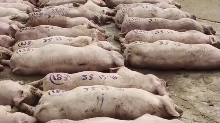 หมูแบบนี้กินได้ไหม?