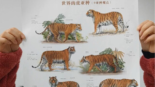 一山不容二虎是真的吗？博物杂志老虎专题