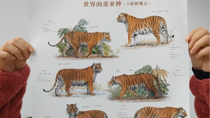 一山不容二虎是真的吗？博物杂志老虎专题