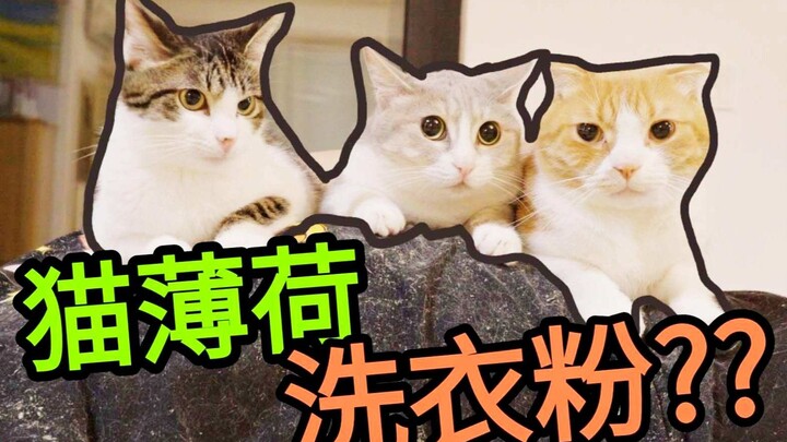 Công thức trăm năm: bột giặt bạc hà mèo, giặt xong hút mèo hiệu quả cực mạnh!! Mèo con: Tôi đâu có x