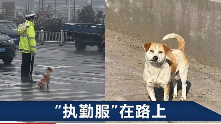 Chú chó hoang đã cùng cảnh sát giao thông đứng gác suốt 2 năm, ăn ở ngay tại chốt trực; giờ đây cuối
