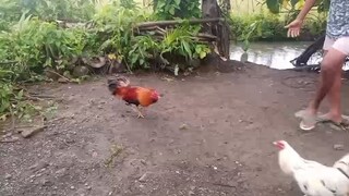 lemon vs sinibalang