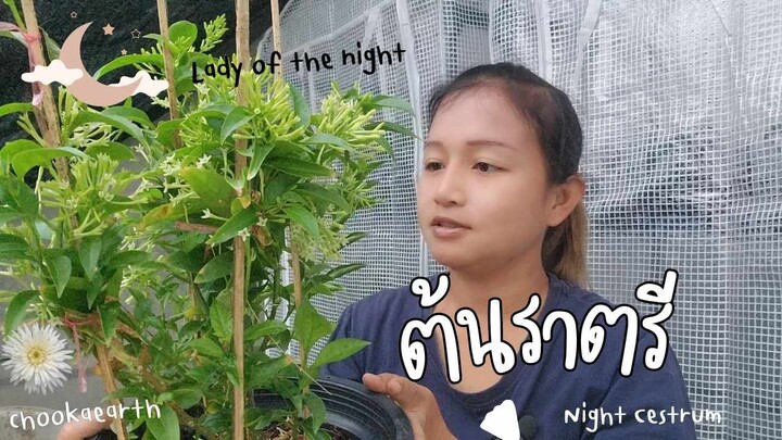 ต้นราตรี 🪴 Lady of the night 🌙 | ทำความรู้จักและขยายพันธุ์ไม้หอมยามดึก | by chookaearth ⭐️