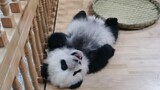 【Panda-Fu duoduo】Spread out its belly to dry cotton. So cute