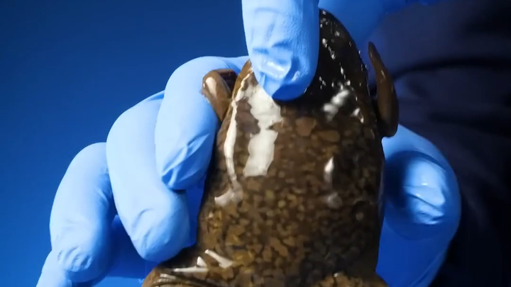 The African clawed frog is the first reliable pregnancy test in human history.