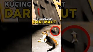 Kucing Ini Hampir Saja Pindah Alam ‼️ #shorts