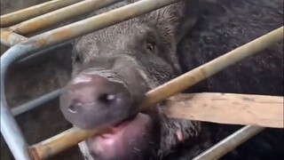野猪到底有多凶？