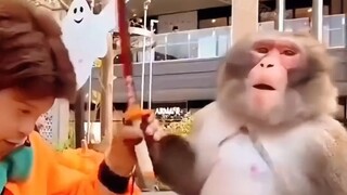 不是什么吗喽都能惹的