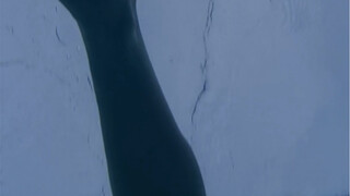 99%的人不知道这是什么生物