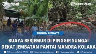 Video Viral Buaya Berjemur di Pinggir Sungai Dekat Jembatan Pantai Mandra Kolaka Sulawesi Tenggara