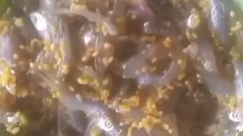 Ikan Samu Makanan Khas Banjar Kalimantan Selatan