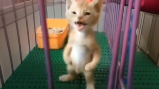 Go be a cat, a cat that defies definition