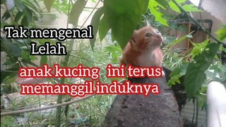 Terharu Anak kucing Ini Terus Meronta Memanggil Induknya