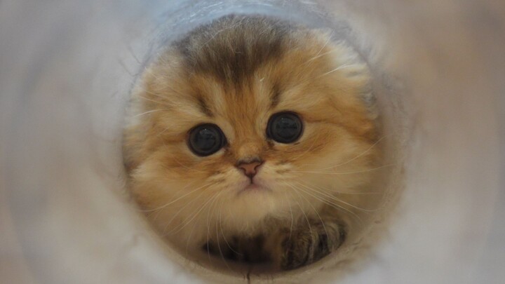 Kepala kucing berjalan mendekatimu satu per satu