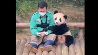 210629 Giant Panda Fubao Challenges the Internet's Most Adorable Panda Baby Part 2: Envy the Keeper 